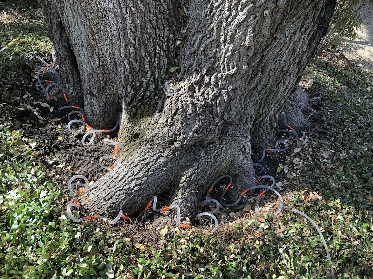 Detailed Shrub and Hedge Trimming job site in Desmet