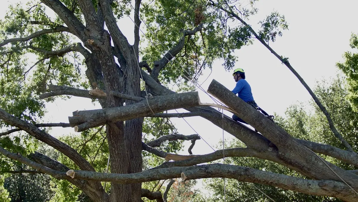 Professional Crown Thinning performed by certified arborists in Desmet